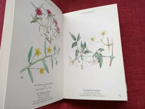 Wild Flowers of the Northern Cape/Veldblomme van Noord-Kaapland by Jill Adams. Signed. 1st 1976.