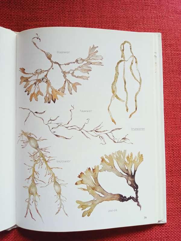 De Kleine Strandgids door Willem Iven & Annie Meussen. Nederlands. 1996. H/B. 80 pp.