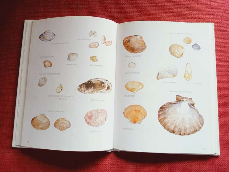 De Kleine Strandgids door Willem Iven & Annie Meussen. Nederlands. 1996. H/B. 80 pp.