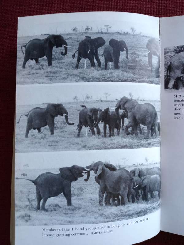 Elephant Memories by Cynthia Moss. Fontana paperback 1989. 336 pp.