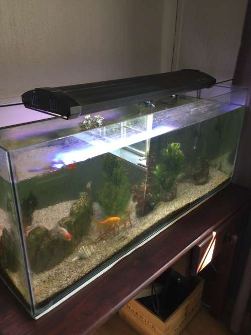 Fish tank for sale
