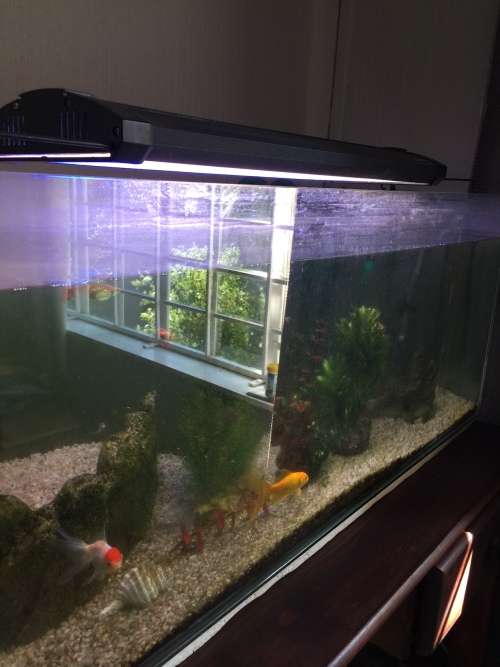 Fish tank for sale
