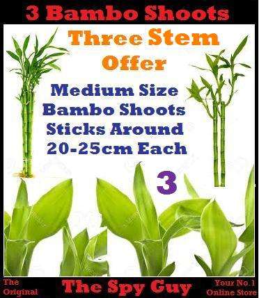Lucky Bamboo Stems x3 Measuring Around 20-25cm Each Stem Good Feng Shui Bamboo Plants