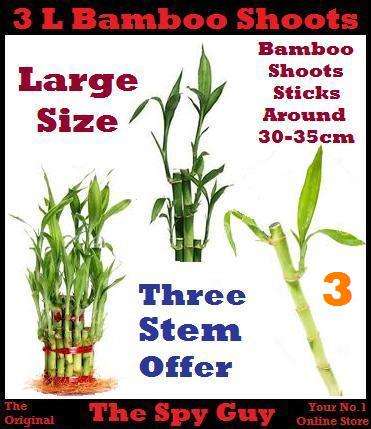 Lucky Bamboo Stems x3 Measuring Around 30-35cm Each Stem Good Feng Shui Bamboo Plants