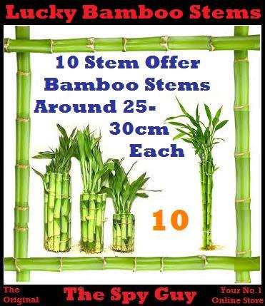 Lucky Bamboo Stems x10 Measuring Around 25-30cm Each Stem Good Feng Shui Bamboo Plants