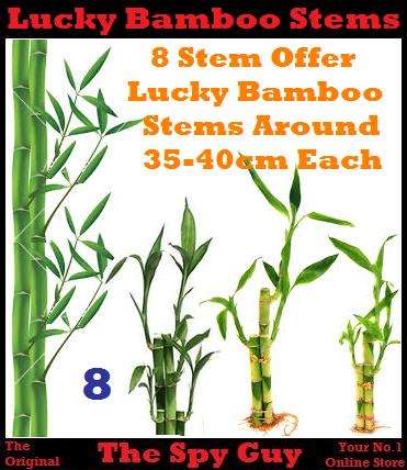 Lucky Bamboo Stems x8 Measuring Around 35-40cm Each Stem Good Feng Shui Bamboo Plants