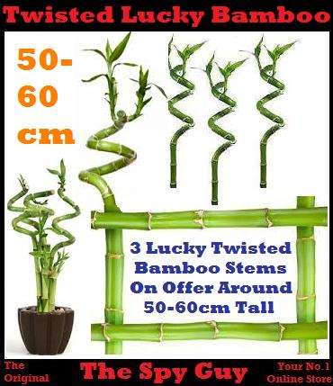 Lucky Bamboo TWIST Stems x3 Measuring Around 50cm PLUS Each Good Feng Shui Bamboo