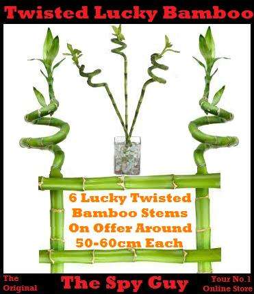 Lucky Bamboo TWIST Stems x6 Measuring Around 50cm PLUS Each Good Feng Shui Bamboo
