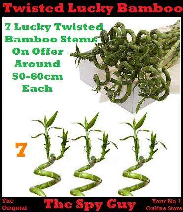 Lucky Bamboo TWIST Stems x7 Measuring Around 50cm PLUS Each Good Feng Shui Bamboo