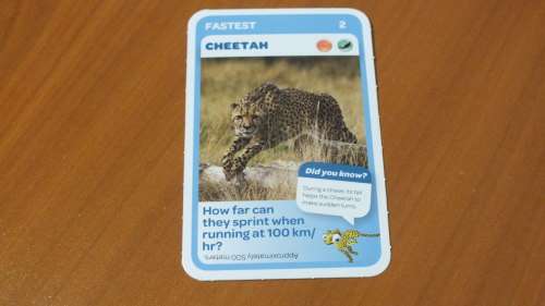 Pick n Pay Trading Card - 2 - Cheetah