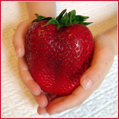 The Giant Strawberry - 650 Seeds!