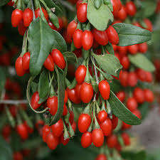 Goji Berry Seedlings