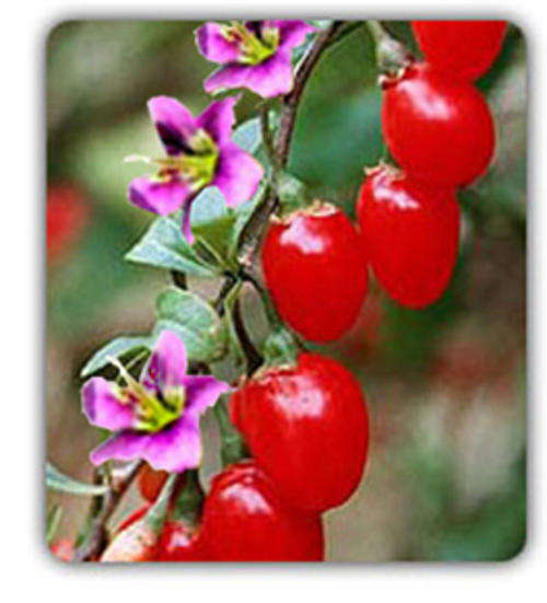 Goji