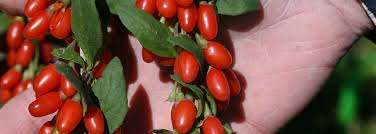 Goji