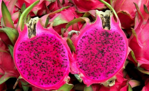 Pink Dragon Fruit Cuttings