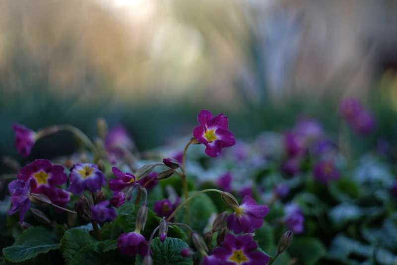 Yashica DSB 50mm f1.9 C/Y mount