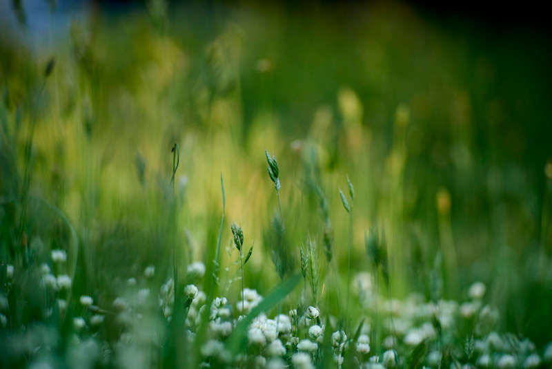 Auto Revuenon 135mm f2.8 m42