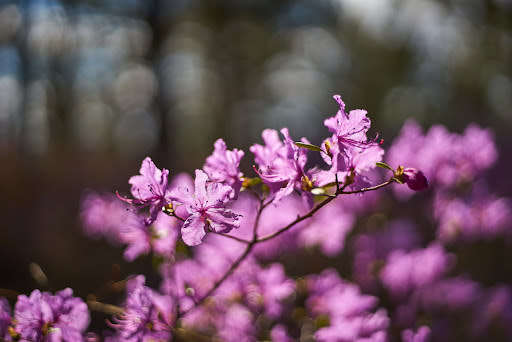 Auto Chinon 50mm f1.9 PK mount