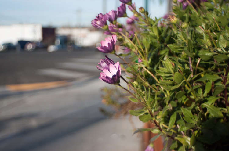 W-KOMURA 28mm f3.5 m42