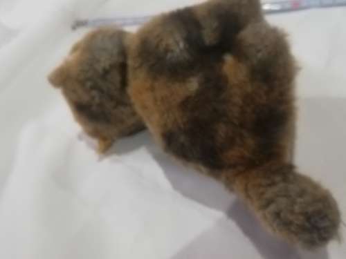 Steiff Cat- As per pictures. Has number . Collectable