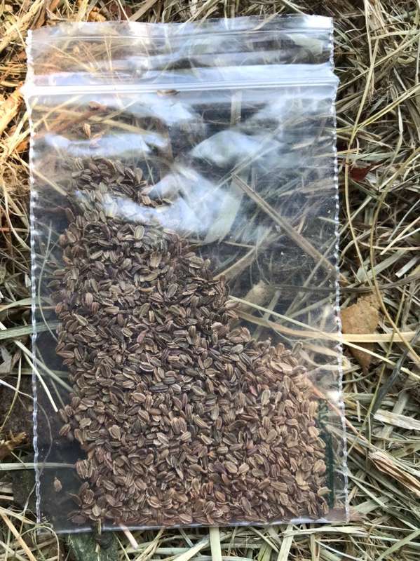 Vegetable SEEDS 5 Pack