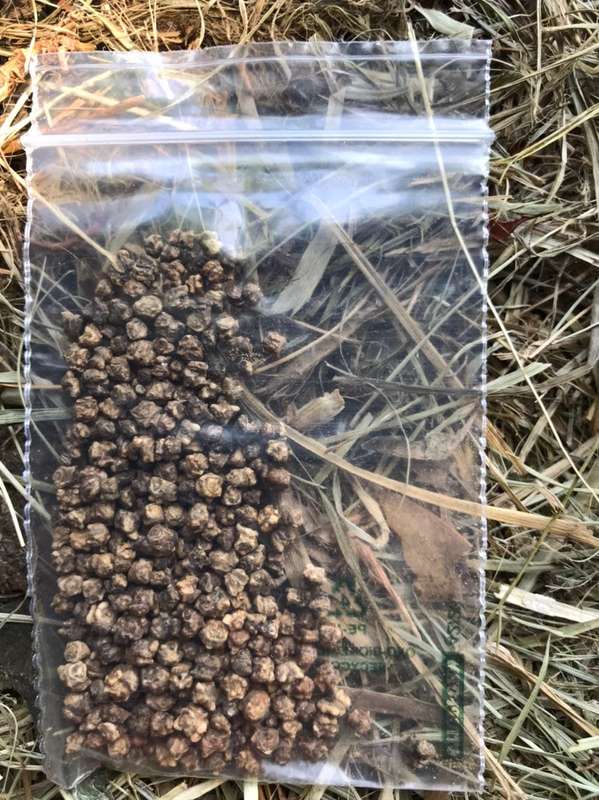 Vegetable SEEDS 5 Pack