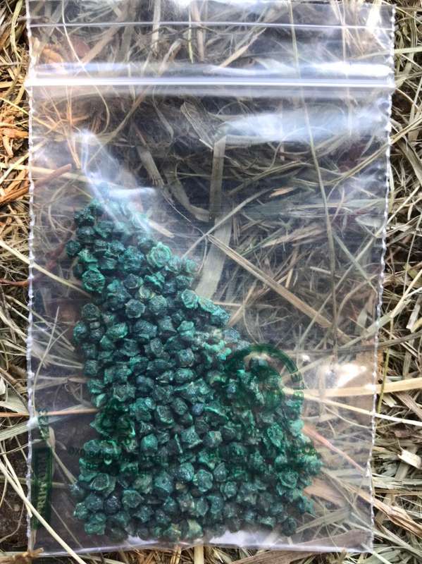 Vegetable SEEDS 5 Pack