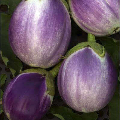 ROSA BIANCA SEEDS  25