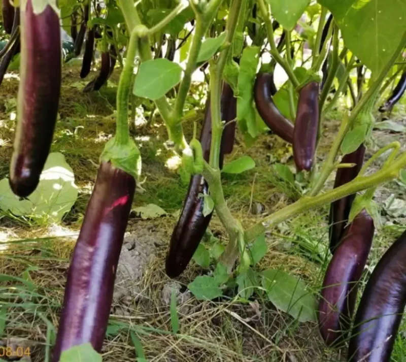 LONG (LUNGO) EGGPLANT SEEDS  100