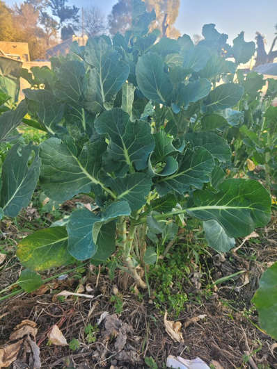 KALE CHOU MOELLIER  5 grams