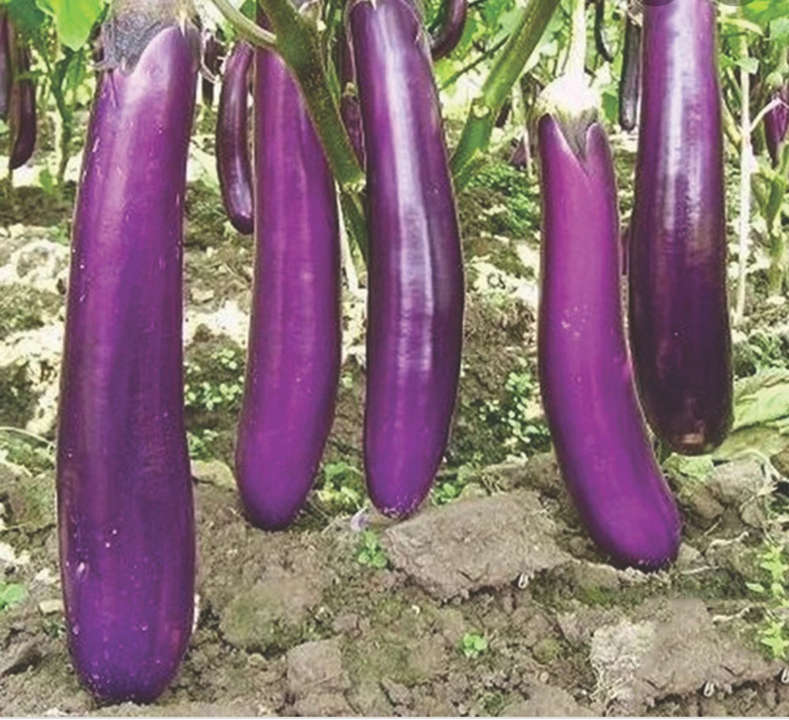 LONG (LUNGO) EGGPLANT SEEDS  100