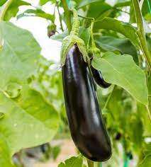 LONG (LUNGO) EGGPLANT SEEDS  100