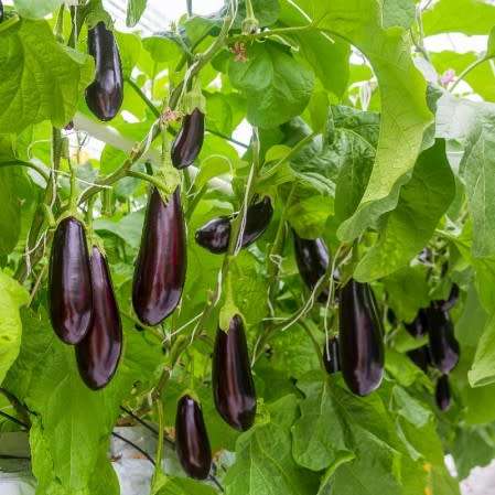 FLORIDA MARKET EGGPLANT SEEDS  100 - 125 SEEDS 0.5g