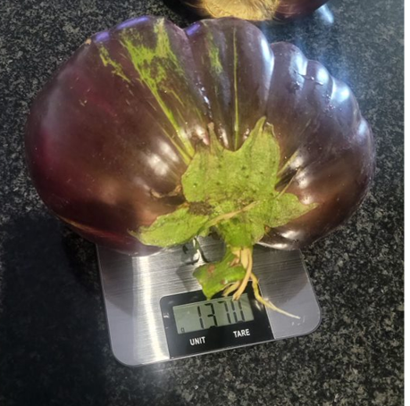 BLACK BEAUTY EGGPLANT SEEDS  150