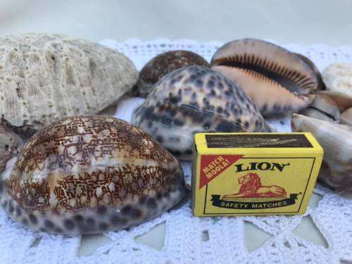 COWRIE SHELL COLLECTION
