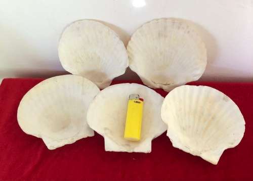 PRAWN COCKTAIL SHELLS