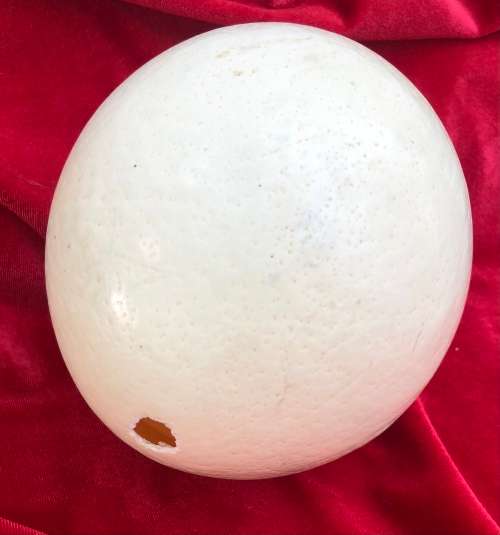 OSTRICH EGGs