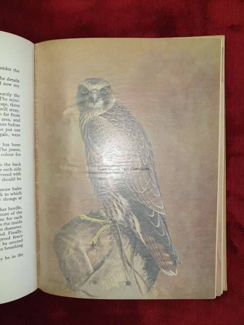 A FALCON IN THE FIELD.  By J.G. Mavrogordato