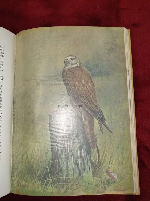 A FALCON IN THE FIELD.  By J.G. Mavrogordato
