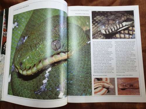 The Encyclopaedia of Snakes - Chris Mattison