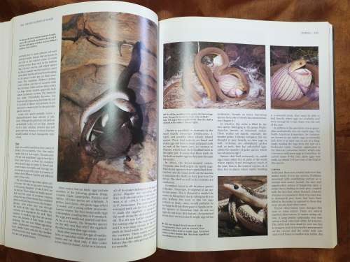 The Encyclopaedia of Snakes - Chris Mattison