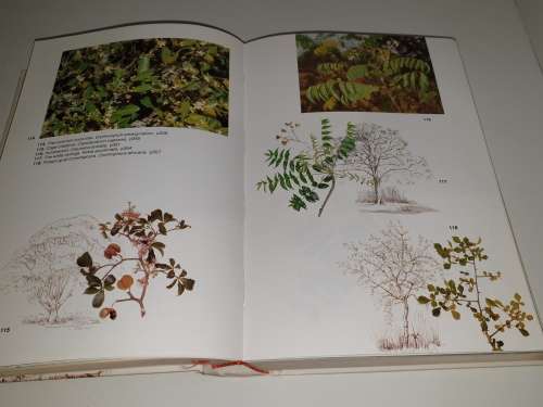 Trees of Southern Africa - Keith Coates Palgrave