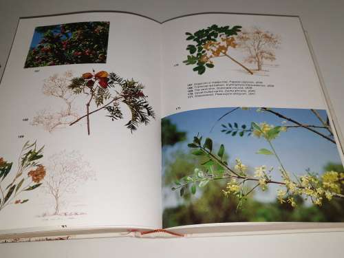 Trees of Southern Africa - Keith Coates Palgrave