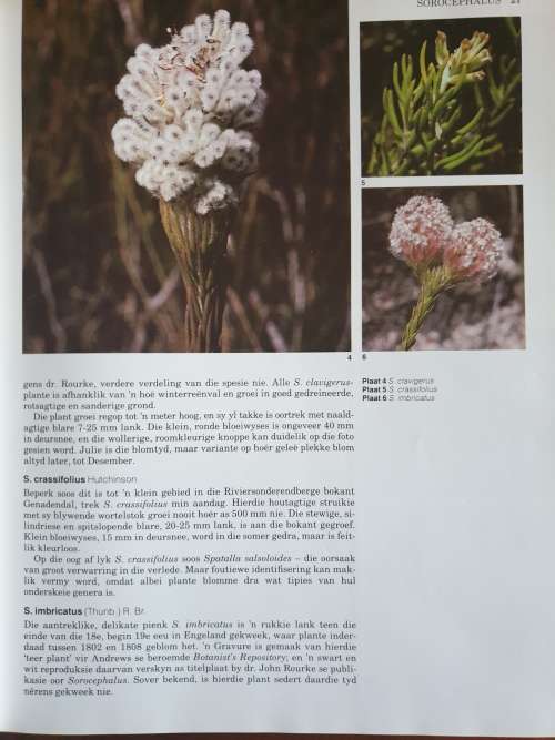 Suid Afrika se PROTEACEAE - Marie Vogts.