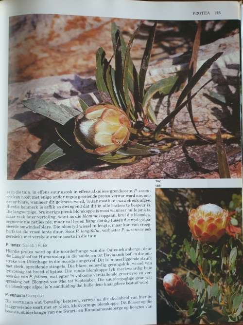 Suid Afrika se PROTEACEAE - Marie Vogts.
