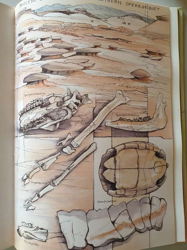 Passage through Time - The Fossils of Namibia