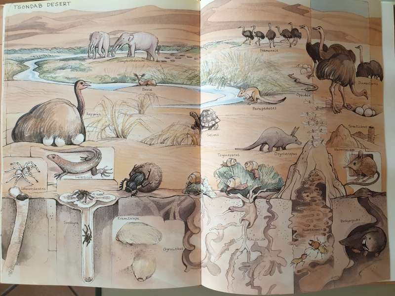 Passage through Time - The Fossils of Namibia