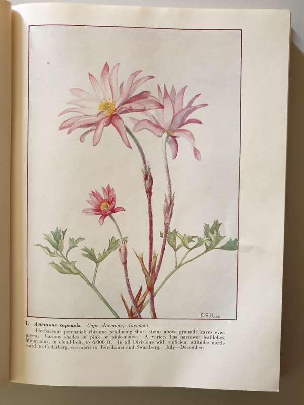 Wild Flowers of the Cape of Good Hope.