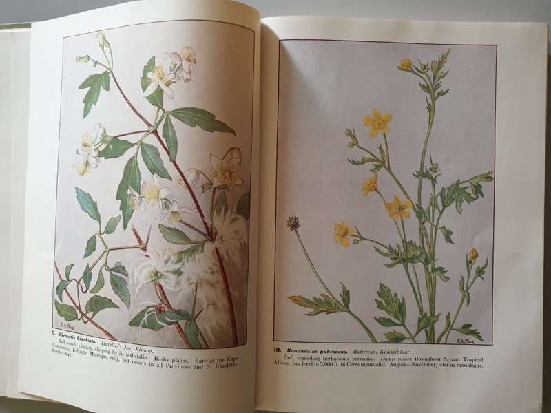 Wild Flowers of the Cape of Good Hope.