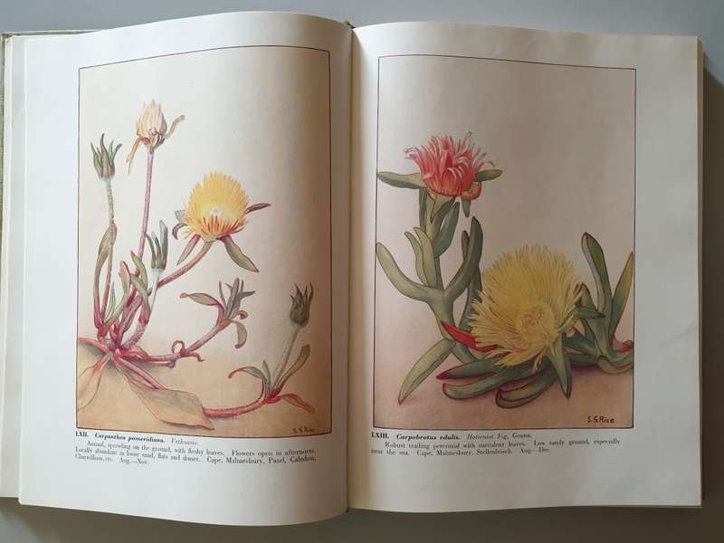 Wild Flowers of the Cape of Good Hope.